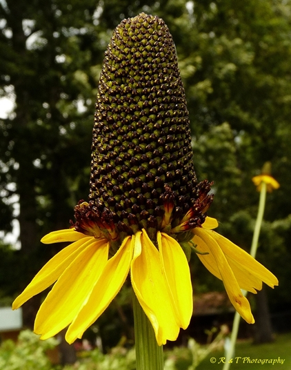 {Rudbeckia maxima}